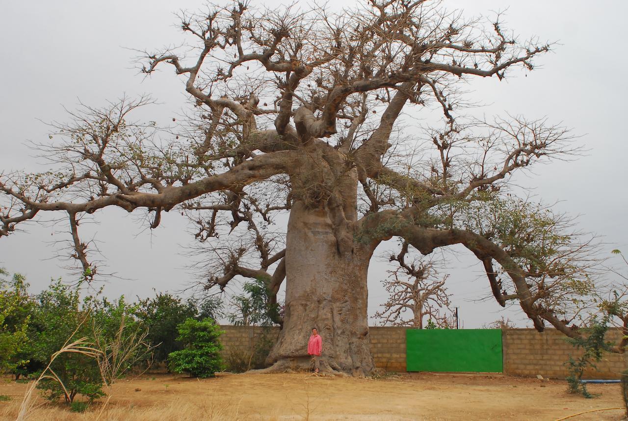 Baobab Soleil 호텔 Sindia 객실 사진
